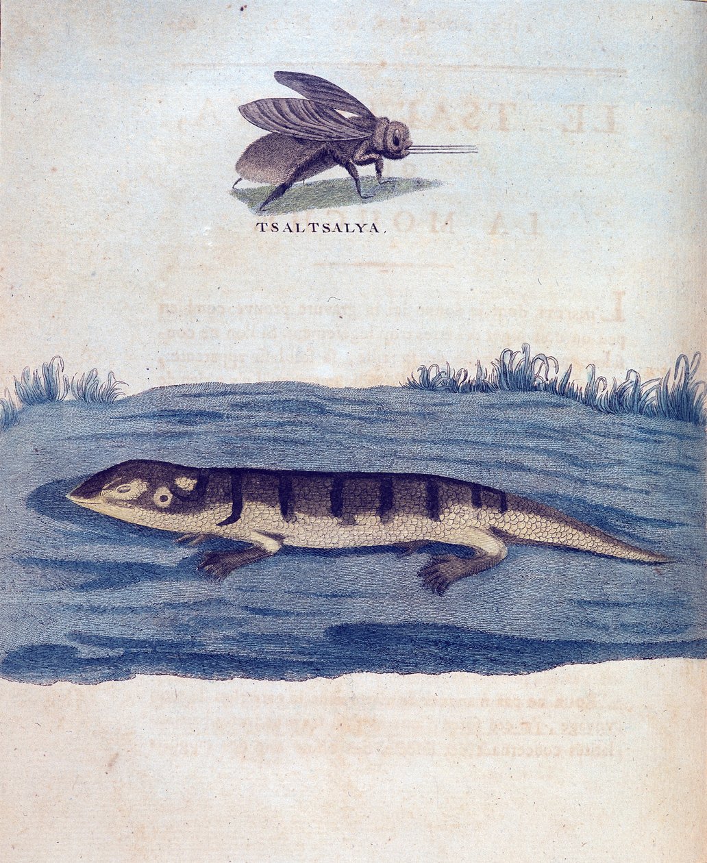 Fluga och lezard - i "" Resan i Nubien och Abessinien genomförd för att upptäcka Nilens källor under åren 1768 till 1772", av James Bruce, Paris av James Bruce