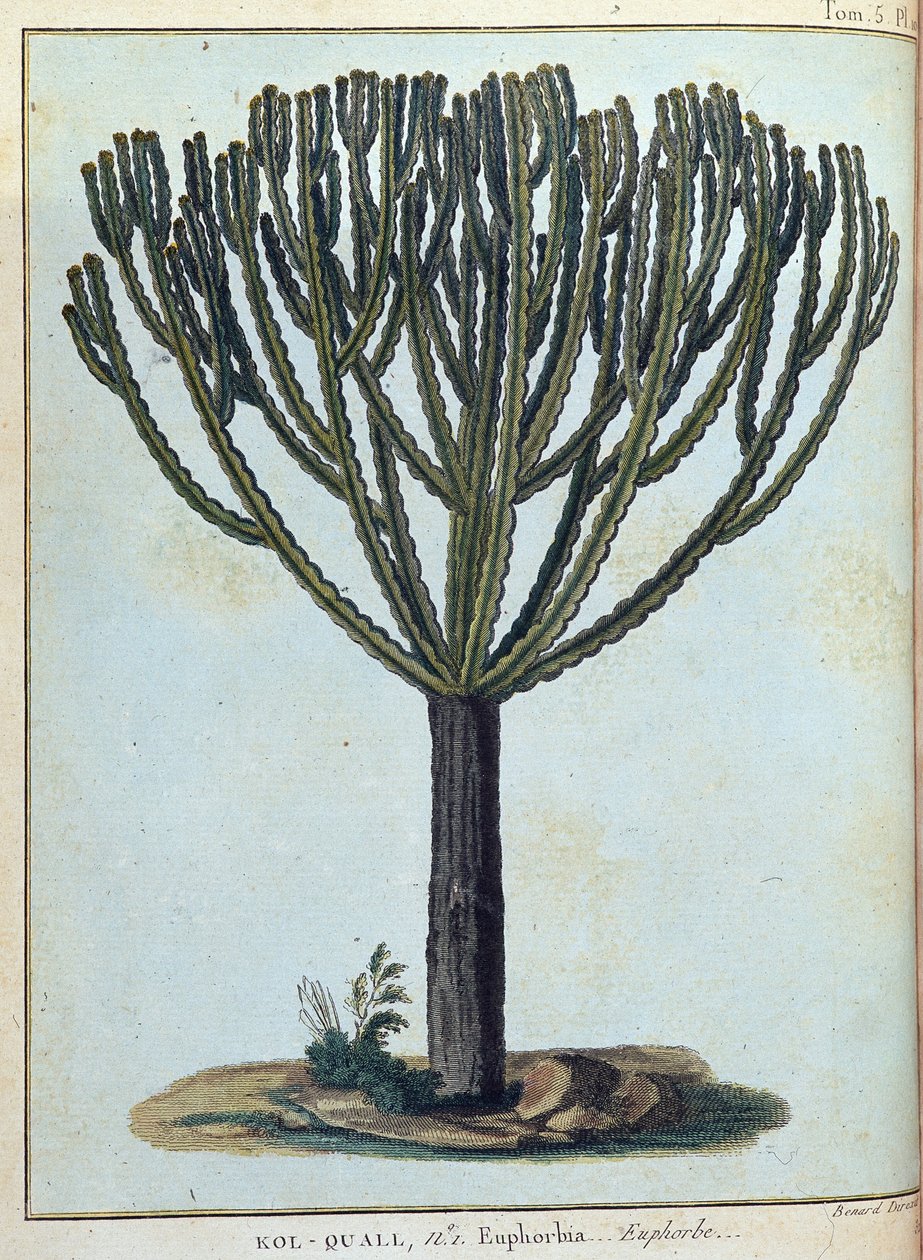 Kol-quall (Kol quall), euphorbia (kaktus) - i "" Resan till Nubien och Abessinien genomförd för att upptäcka Nilens källor under åren 1768 till 1772", av James Bruce, vol. 1, Paris av James Bruce