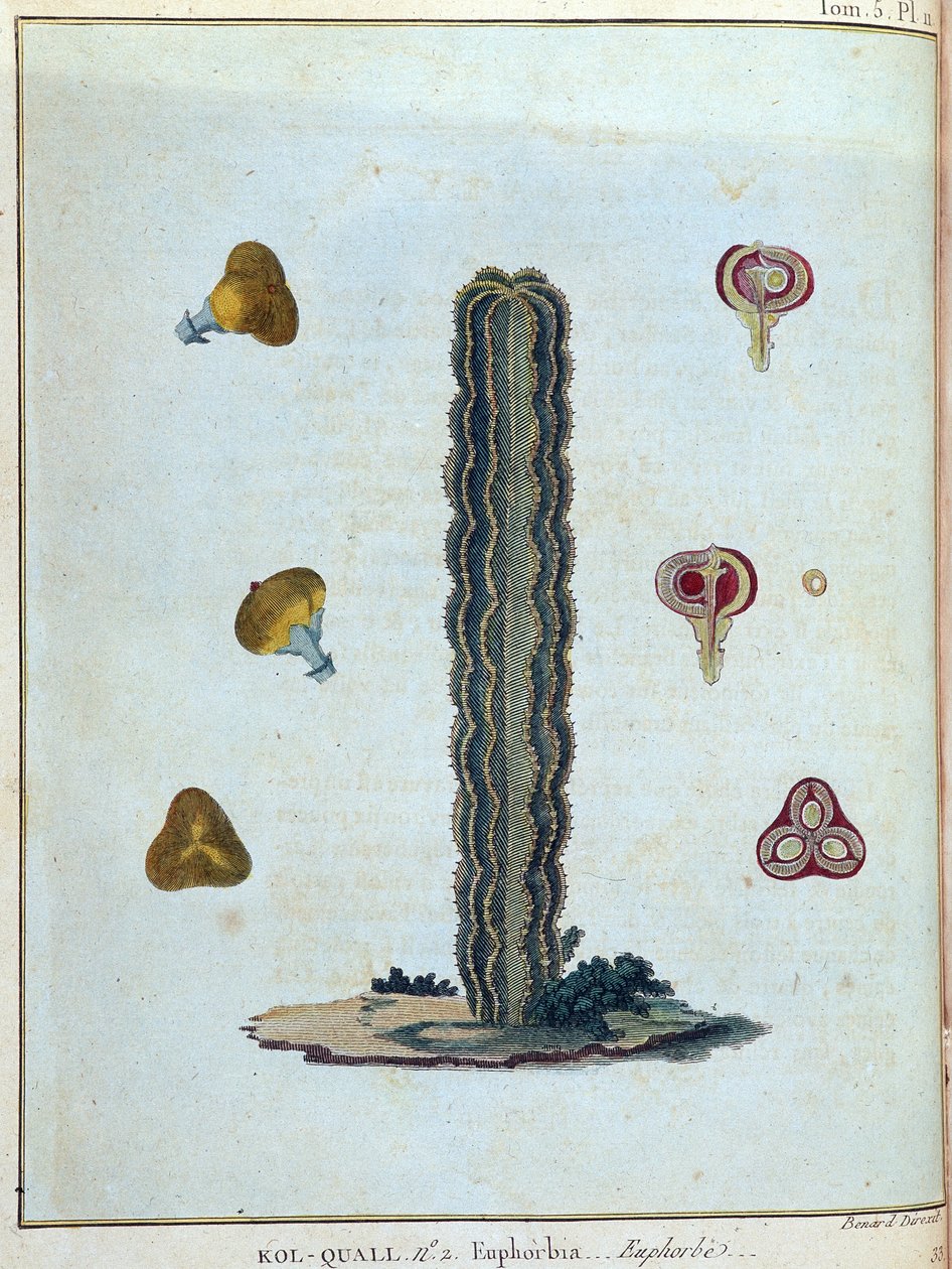 Kol-quall (Kol quall), euphorbia (kaktus) - i "" Resan till Nubien och Abessinien genomförd för att upptäcka Nilens källor under åren 1768 till 1772"", av James Bruce, vol. 1, Paris av James Bruce