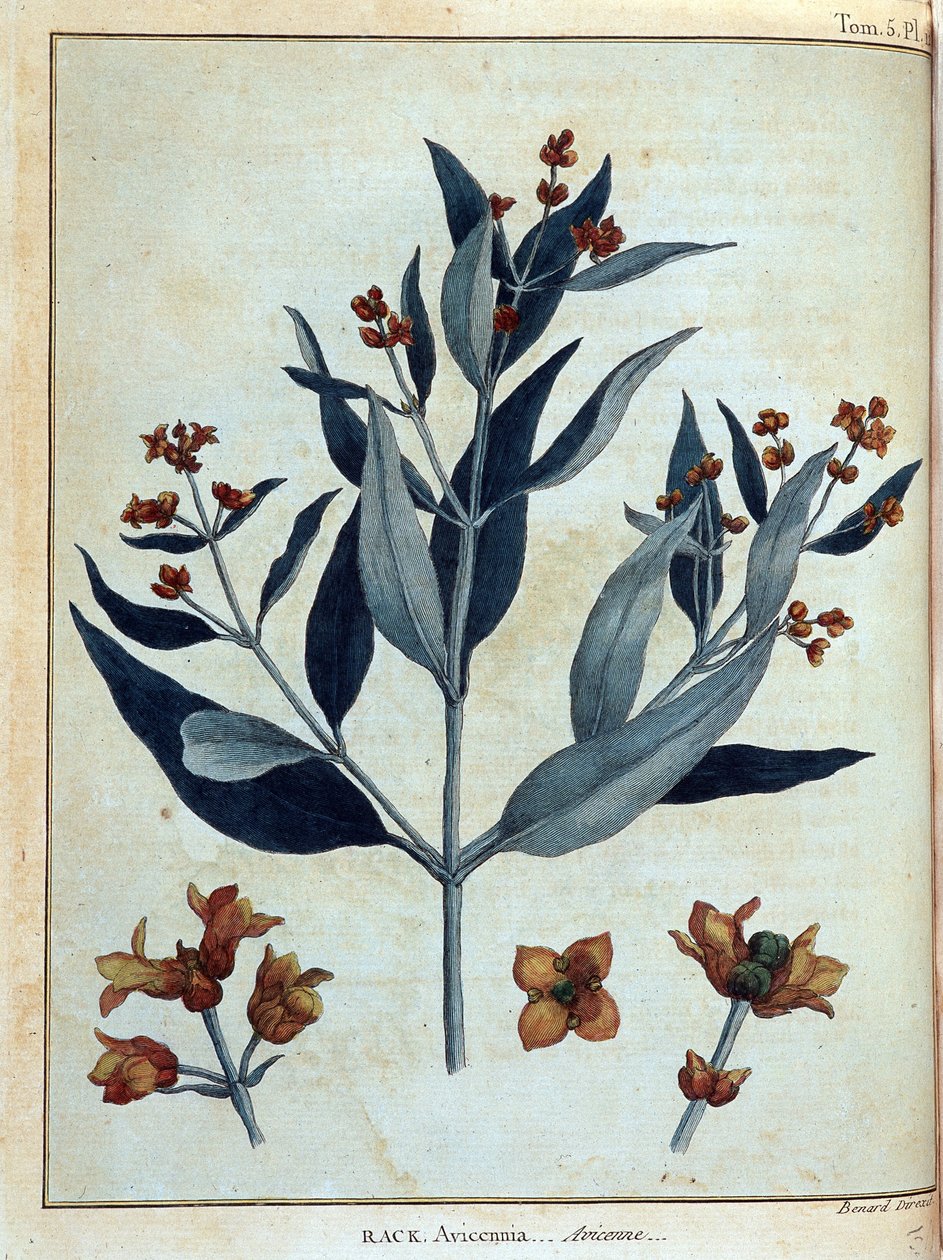 Rack, avicenne - i "" Resan i Nubia och Abessinien genomförd för att upptäcka Nilens källor under åren 1768 till 1772", av James Bruce, vol. 1, Paris av James Bruce