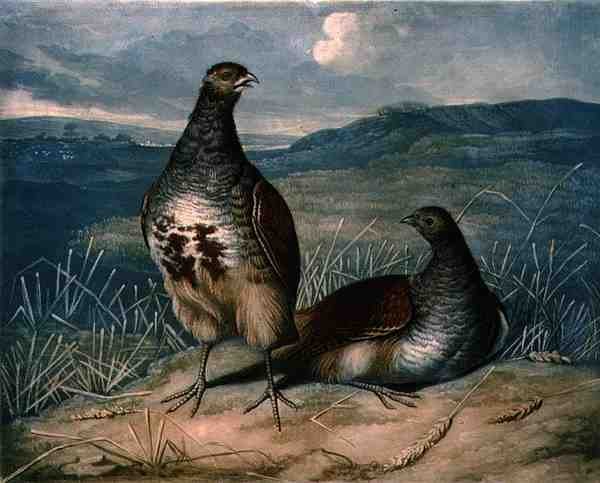 Partridges, skylt 1 av British Feather Game, graverad av Charles Turner (1773-1857), pub. av R. Ackermann, ca 1810 (mezzotintgravyr) av James (after) Barenger