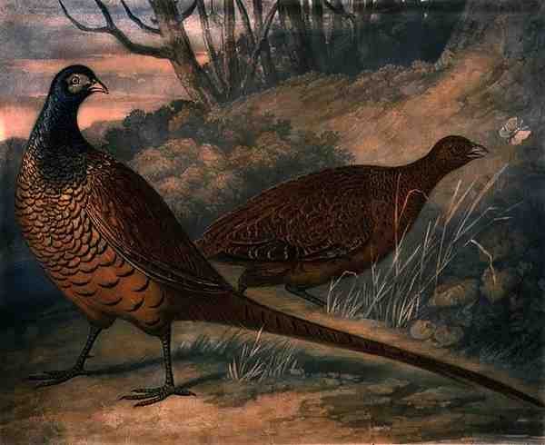 Fasaner, skylt 2 av British Feather Game, graverad av Charles Turner (1773-1857), pub. av R. Ackermann, ca 1810 (mezzotintgravyr) av James (after) Barenger