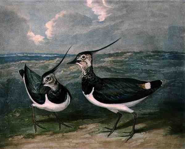Plovers, skylt 9 av British Feather Game, graverad av Charles Turner (1773-1857), pub. av R. Ackermann, ca 1810 (mezzotintgravyr) av James (after) Barenger