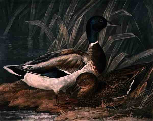 Wild Ducks, skylt 5 av British Feather Game, graverad av Charles Turner (1773-1857), pub. av R. Ackermann, ca 1810 (mezzotintgravyr) av James (after) Barenger