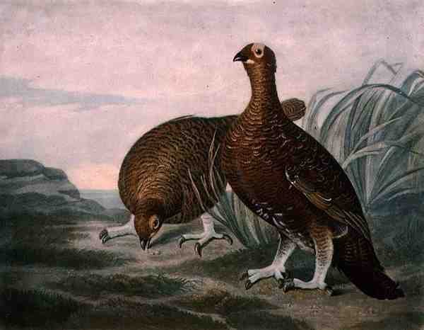 Red Grouse, skylt 8 av British Feather Game, graverad av Charles Turner (1773-1857), pub. av R. Ackermann, ca 1810 (mezzotintgravyr) av James (after) Sillett