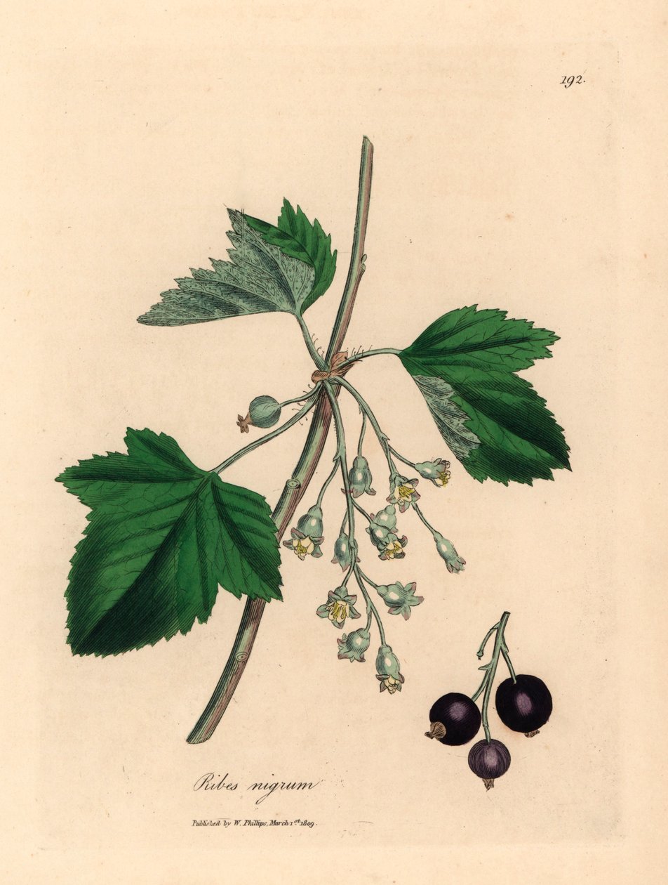 Svartvinbärsträd, Ribes nigrum, från en botanisk illustration av James Sowerby från William Woodville och Sir William Jackson Hookers "Medical Botany" 1832 (handfärgad kopparstick) av James (after) Sowerby