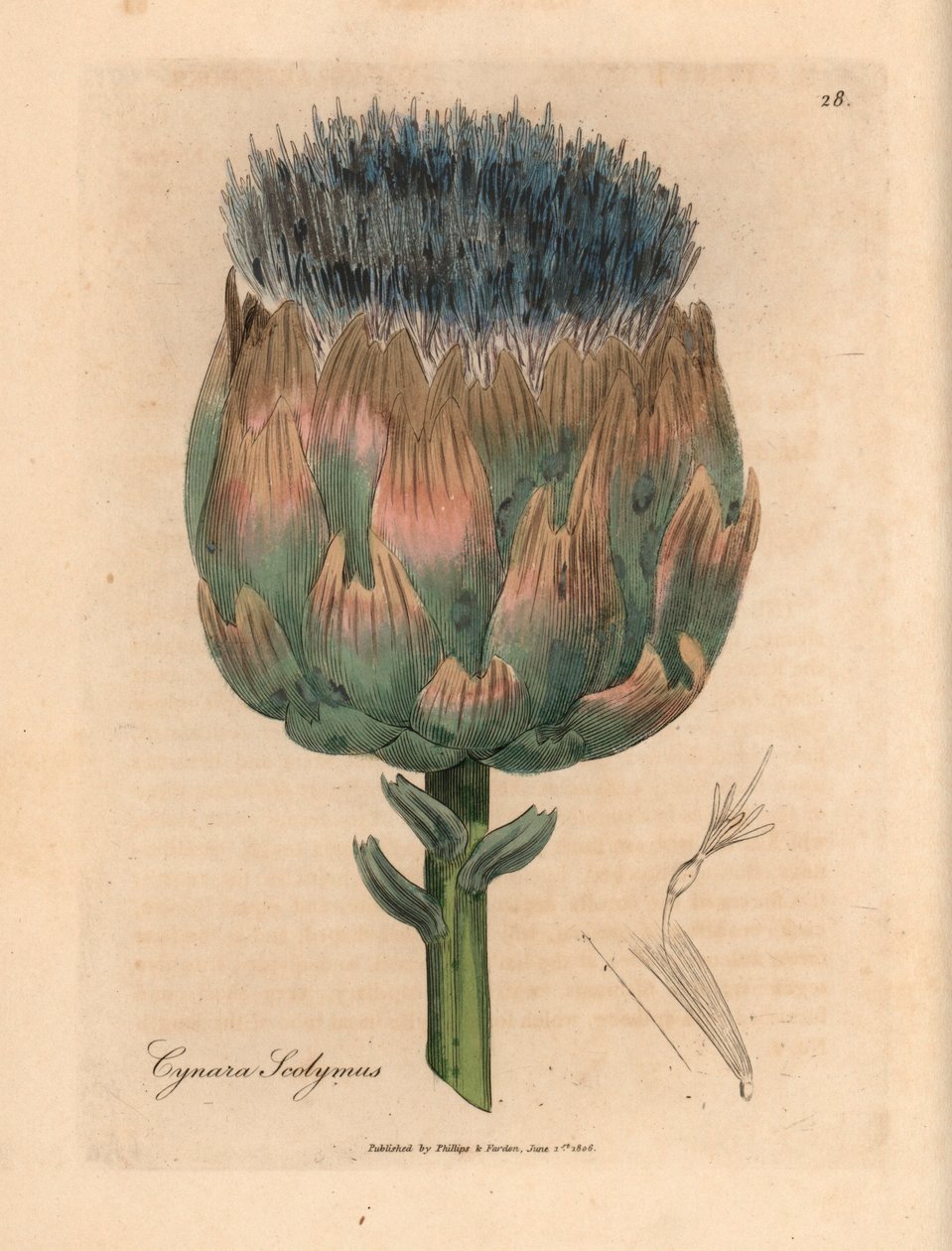 Blå och lila blommig kronärtskocka, Cynara scolymus, från en botanisk illustration av James Sowerby från William Woodville och Sir William Jackson Hookers "Medical Botany" 1832 (handfärgad kopparstick) av James (after) Sowerby