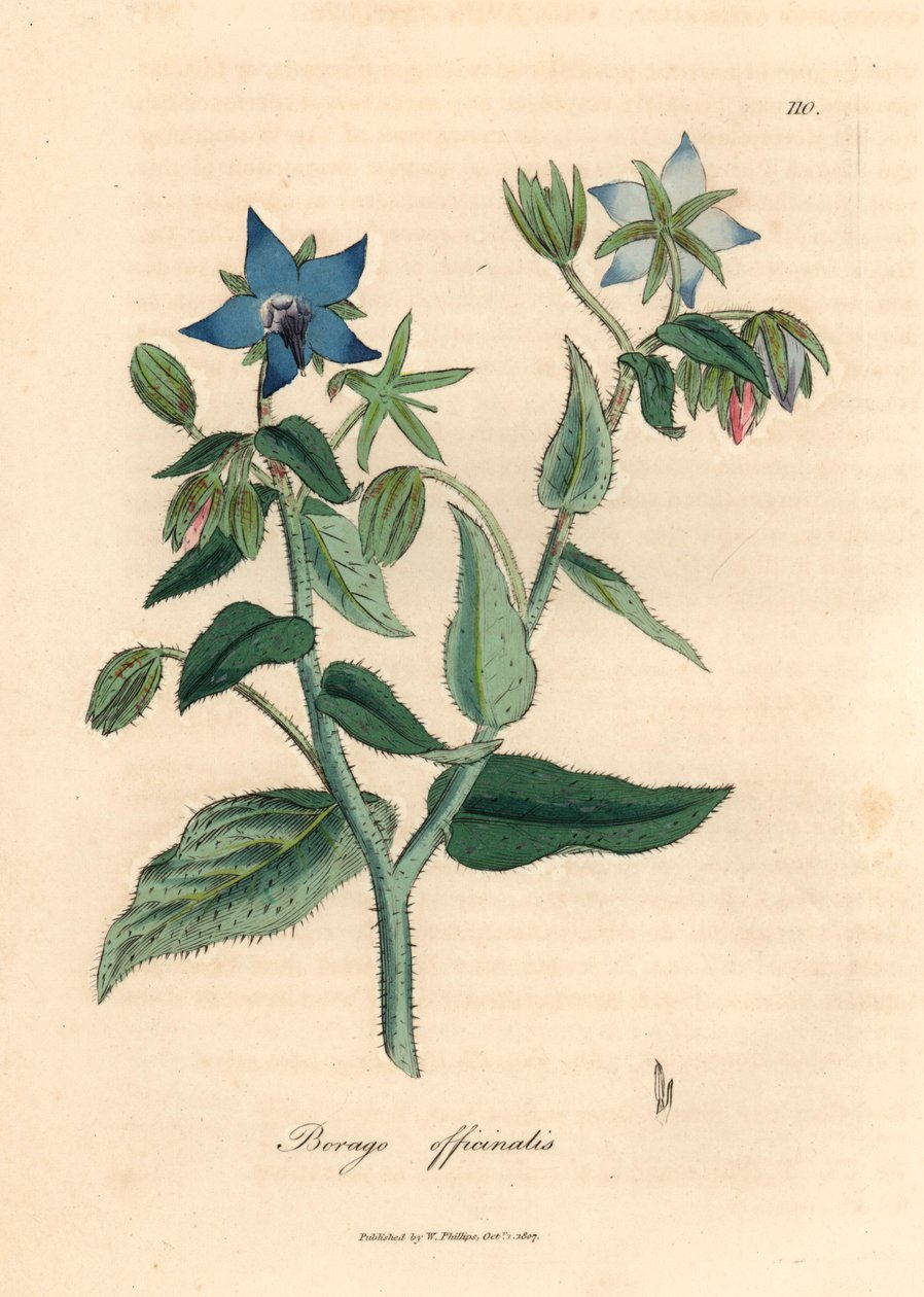 Blåblommigt gurkört, Borago officinalis, från en botanisk illustration av James Sowerby från William Woodville och Sir William Jackson Hookers "Medical Botany" 1832 (handfärgad kopparstick) av James (after) Sowerby