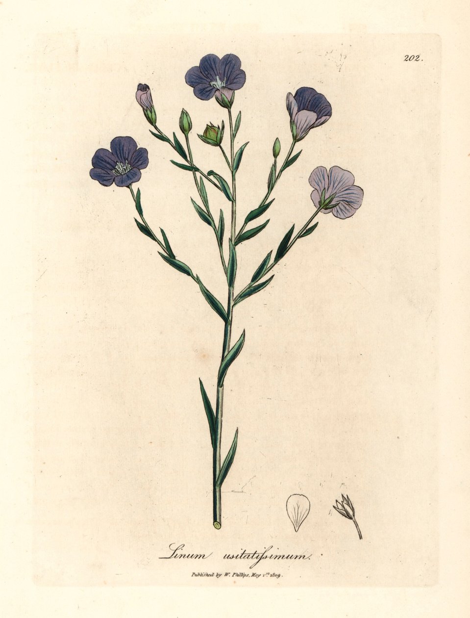 Blåblommigt lin, Linum usitatissimum, från en botanisk illustration av James Sowerby från William Woodville och Sir William Jackson Hookers "Medical Botany" 1832 (handfärgad kopparstick) av James (after) Sowerby
