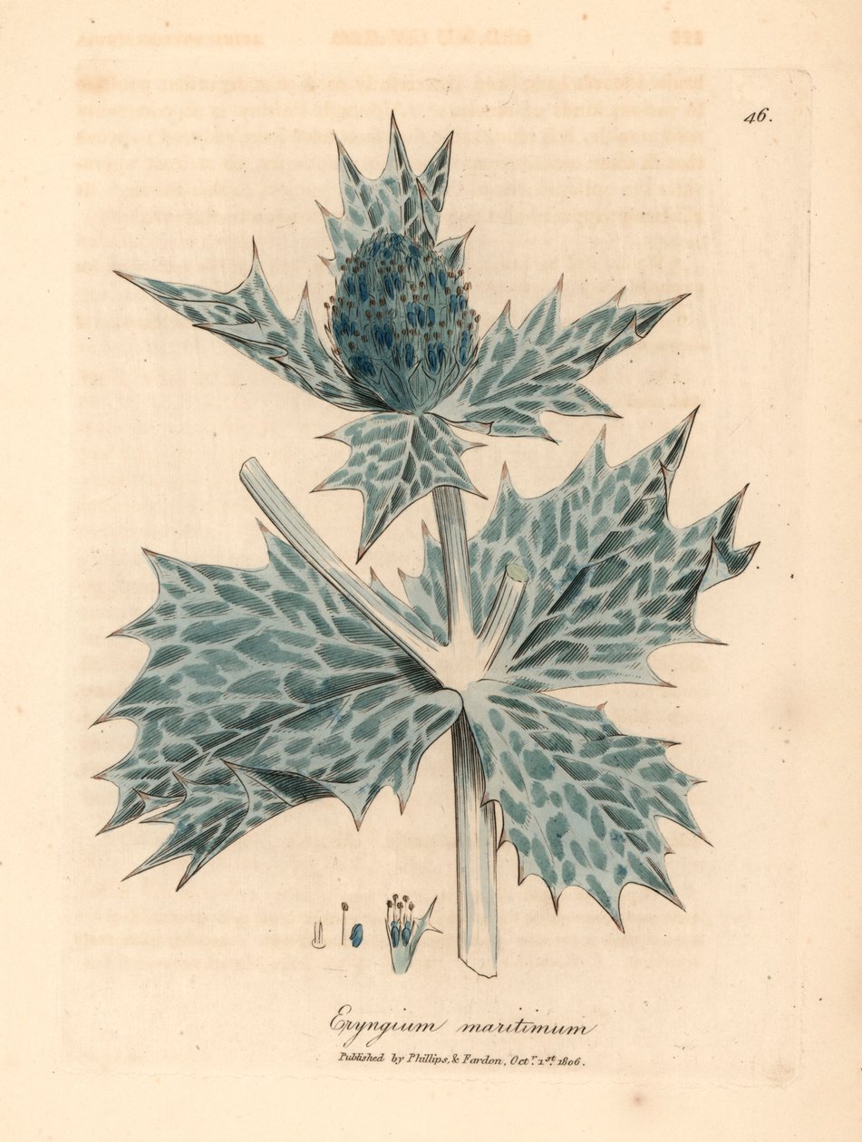 Blåblommigt havsjärnek eller eryngo, Eryngium maritinum, från en botanisk illustration av James Sowerby från William Woodville och Sir William Jackson Hookers "Medical Botany" 1832 (handfärgad kopparstick) av James (after) Sowerby