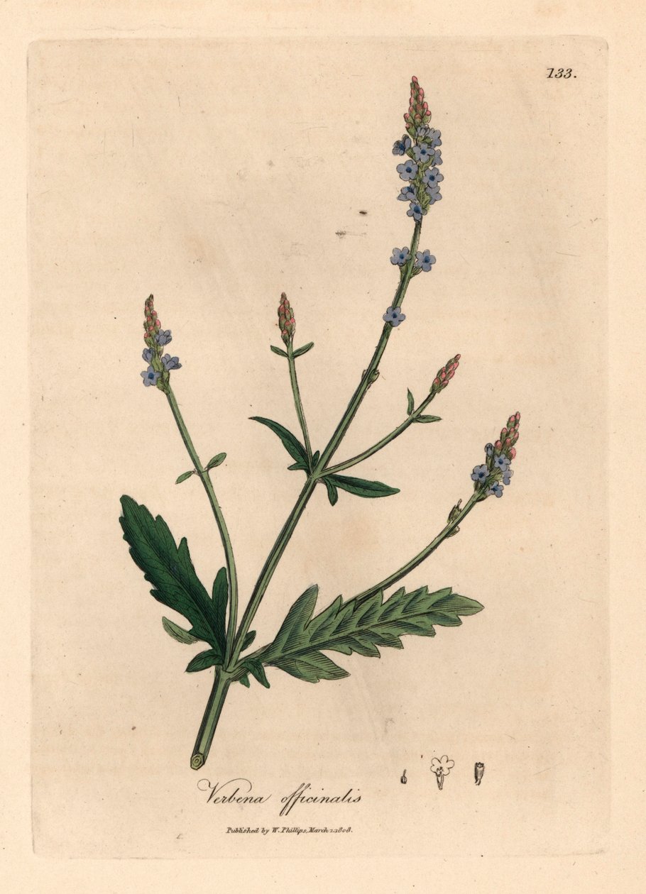 Blåblommig vervain, Verbena officinalis, från en botanisk illustration av James Sowerby från William Woodville och Sir William Jackson Hookers "Medical Botany" 1832 (handfärgad kopparstick) av James (after) Sowerby