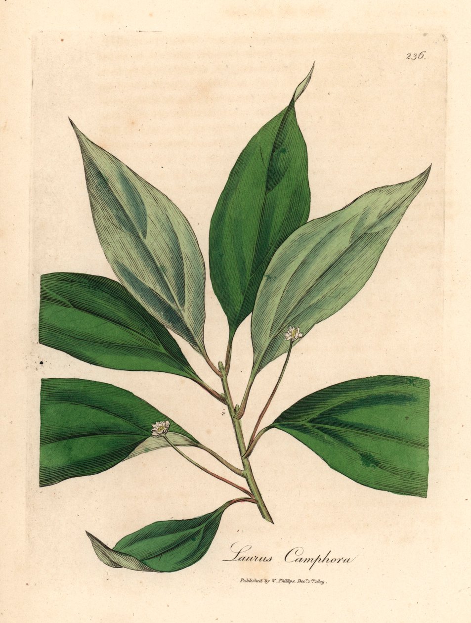 Kamferträd, Laurus camphora, från en botanisk illustration av James Sowerby från William Woodville och Sir William Jackson Hookers "Medical Botany" 1832 (handfärgad kopparstick) av James (after) Sowerby