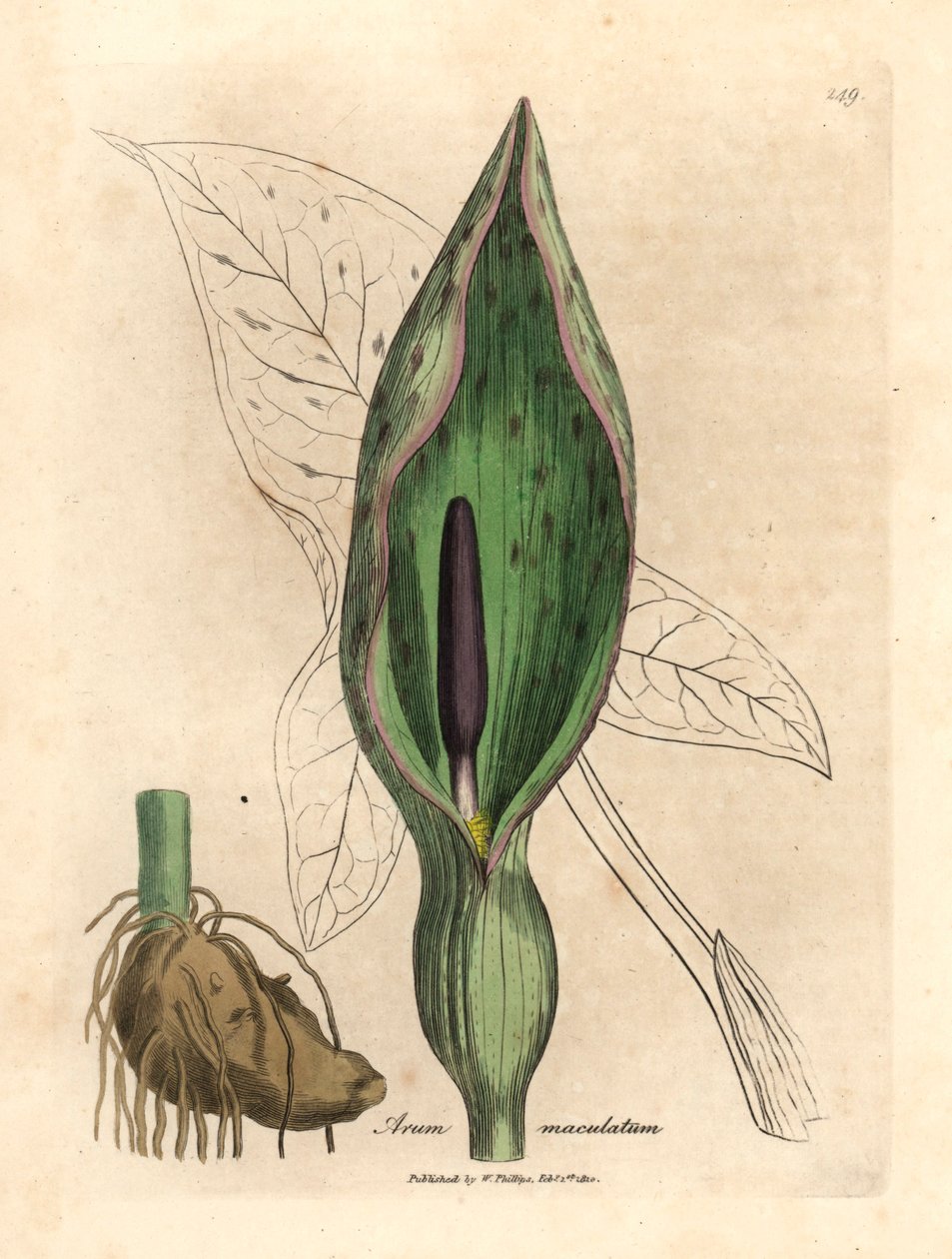 Common arum, Arum maculatum, från en botanisk illustration av James Sowerby från William Woodville och Sir William Jackson Hookers "Medical Botany" 1832 (handfärgad kopparstick) av James (after) Sowerby