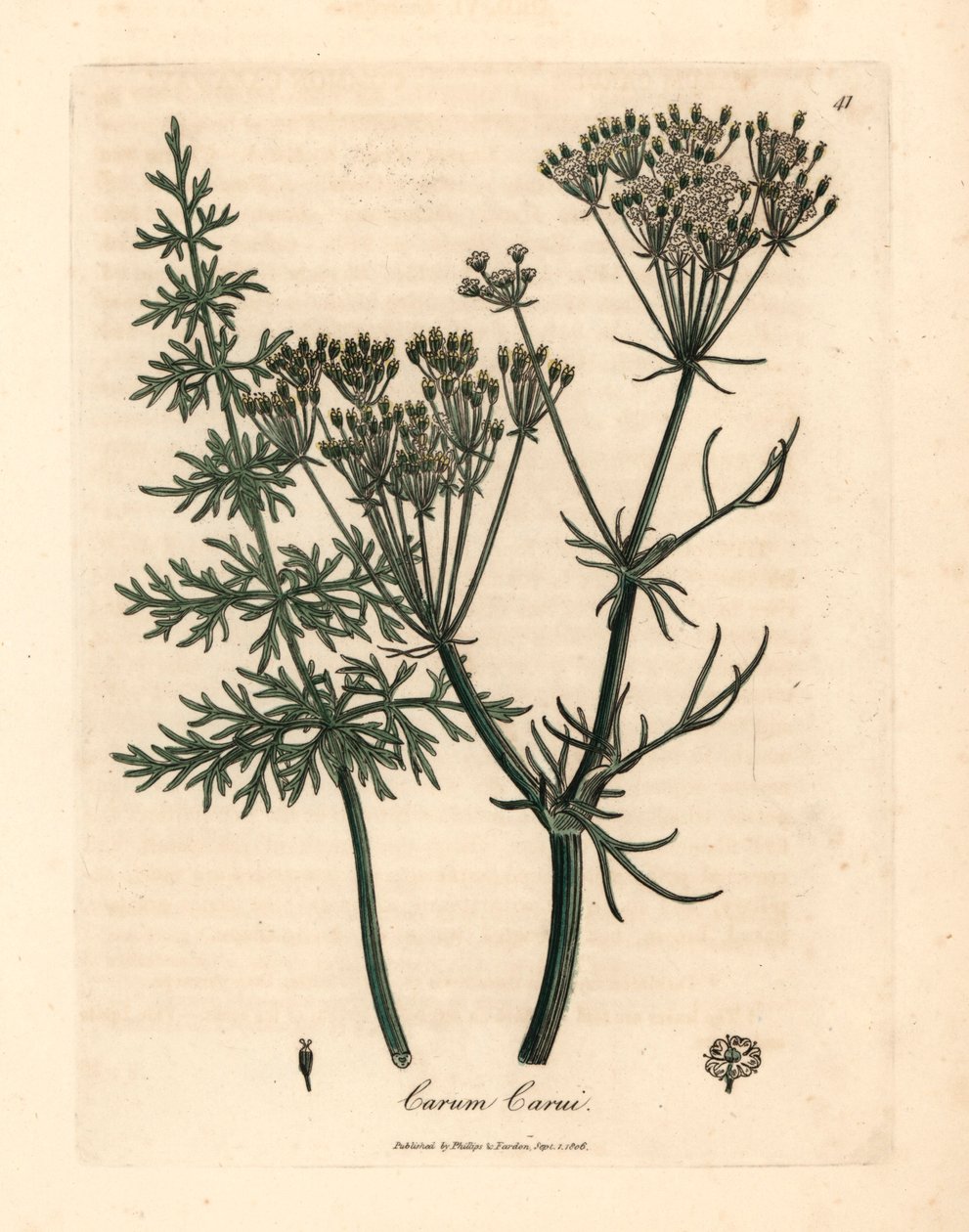 Vanlig kummin, Carum carui, från en botanisk illustration av James Sowerby från William Woodville och Sir William Jackson Hookers "Medical Botany" 1832 (handfärgad kopparstick) av James (after) Sowerby