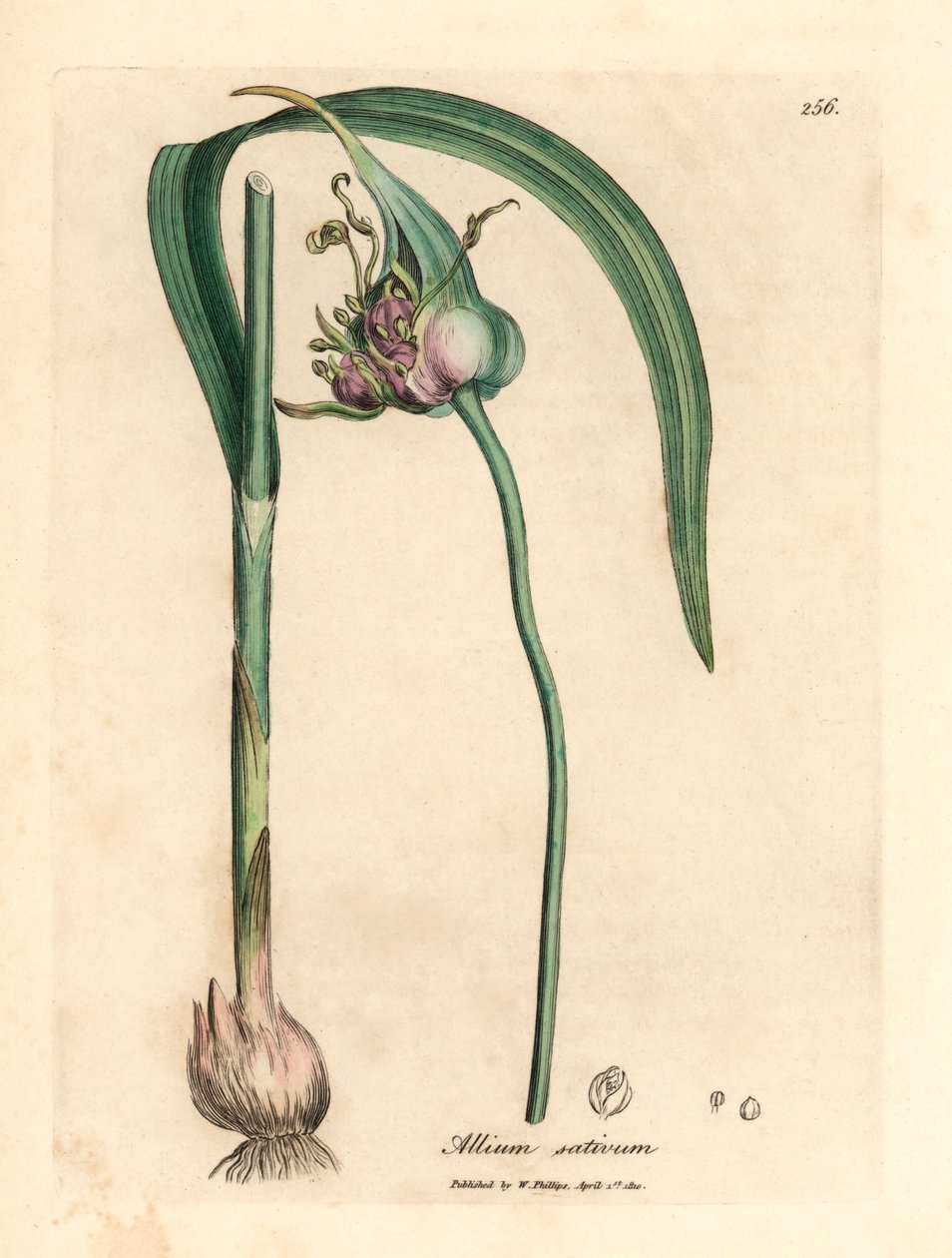 Vanlig odlad vitlök, Allium sativum, från en botanisk illustration av James Sowerby från William Woodville och Sir William Jackson Hookers "Medical Botany" 1832 (handfärgad kopparstick) av James (after) Sowerby