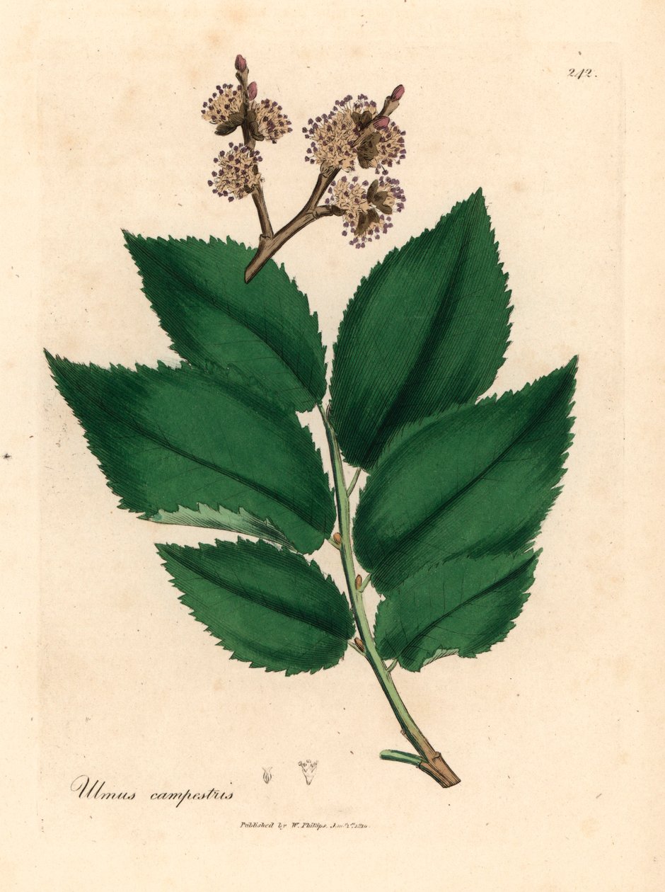 Vanligt almträd, Ulmus campestris, från en botanisk illustration av James Sowerby från William Woodville och Sir William Jackson Hookers "Medical Botany" 1832 (handfärgad kopparstick) av James (after) Sowerby
