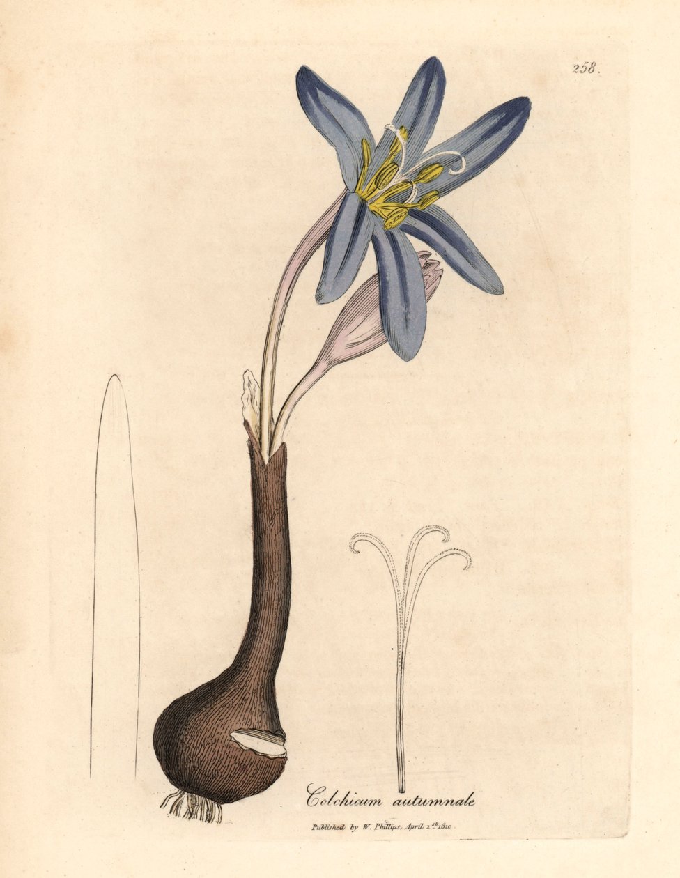 Vanligt ängsaffran, Colchicum autumnale, från en botanisk illustration av James Sowerby från William Woodville och Sir William Jackson Hookers "Medical Botany" 1832 (handfärgad kopparstick) av James (after) Sowerby