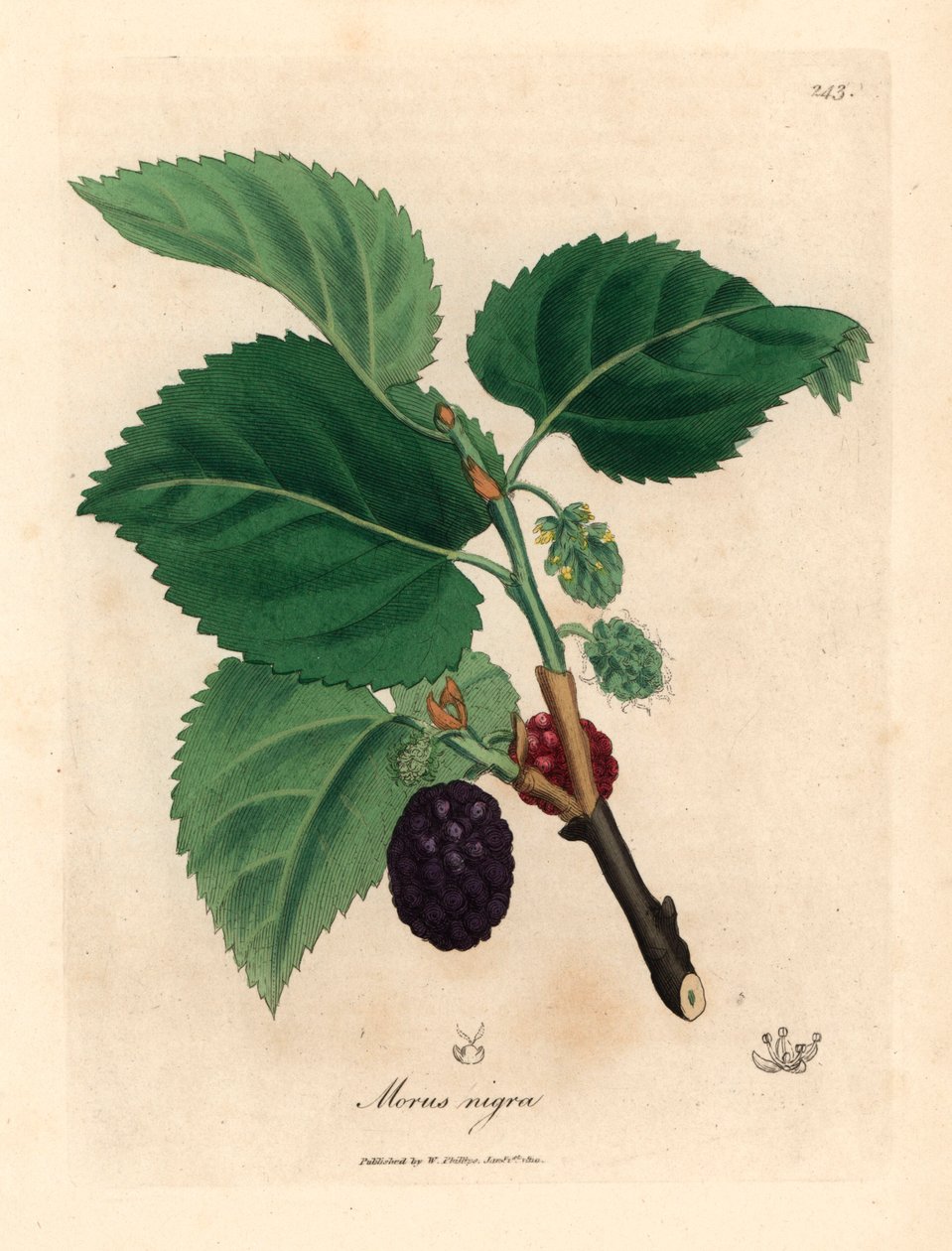 Vanligt mullbärsträd, Morus nigra, från en botanisk illustration av James Sowerby från William Woodville och Sir William Jackson Hookers "Medical Botany" 1832 (handfärgad kopparstick) av James (after) Sowerby