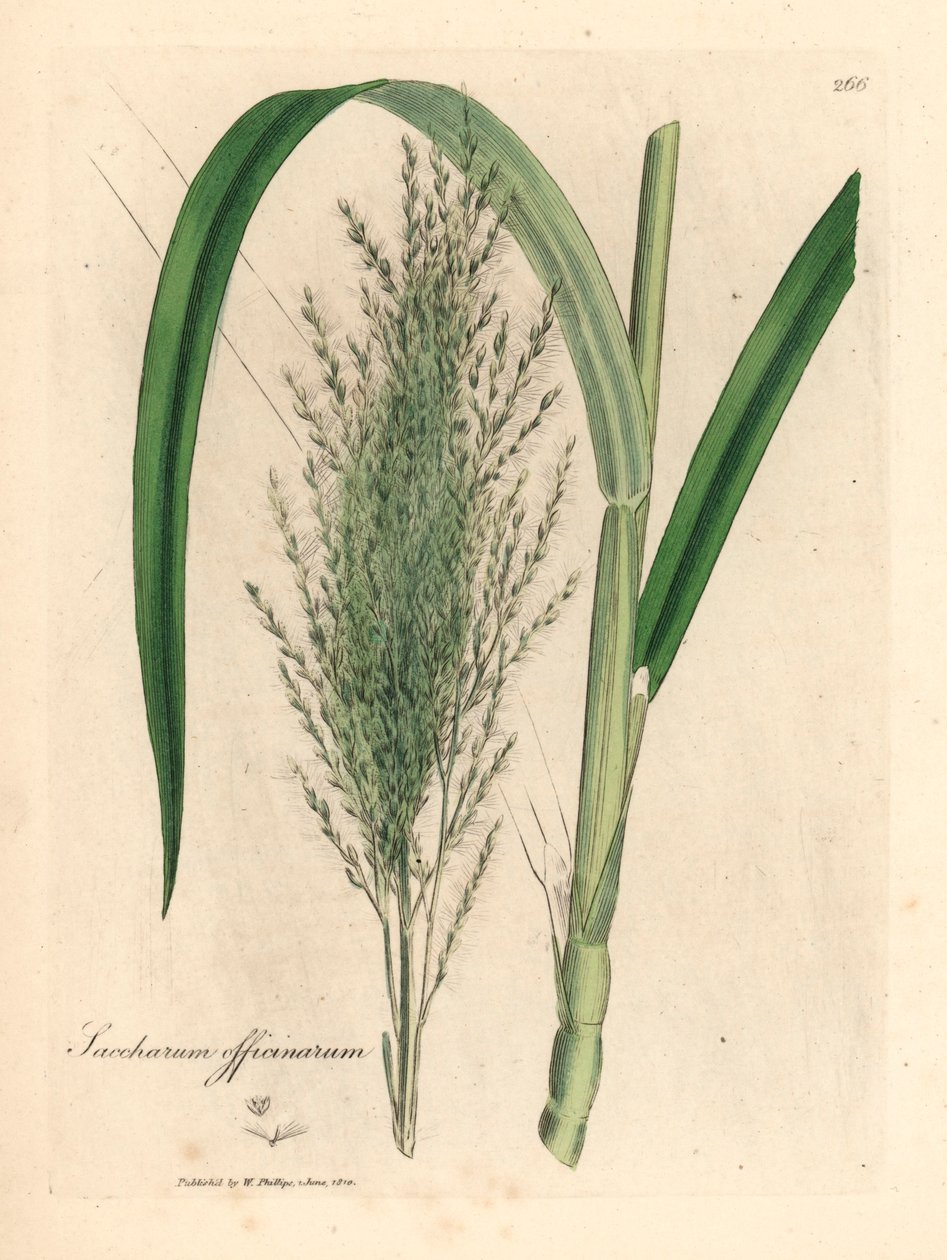 Vanlig sockerrör, Saccharum officinarum, från en botanisk illustration av James Sowerby från William Woodville och Sir William Jackson Hookers "Medical Botany" 1832 (handfärgad kopparstick) av James (after) Sowerby