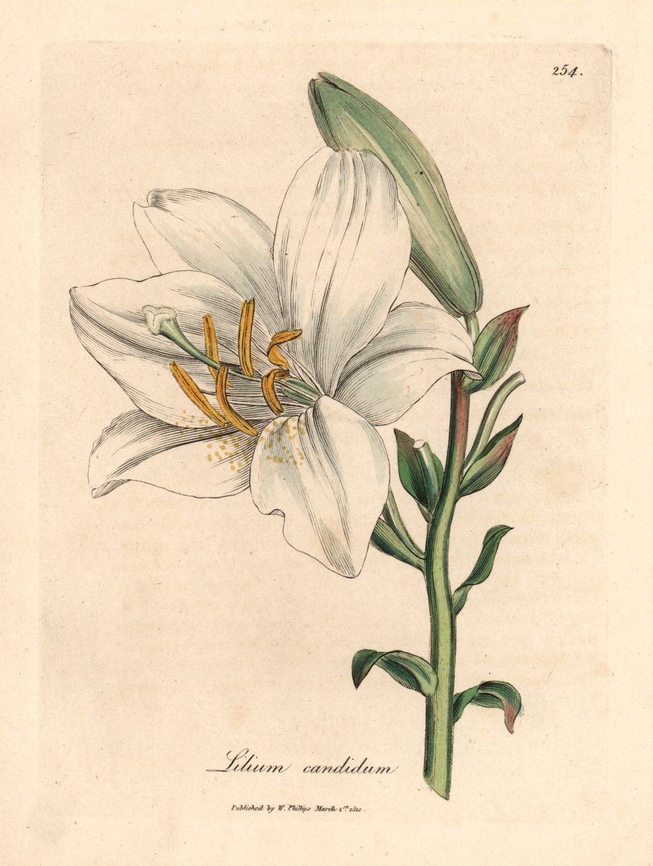Vanlig vit lilja, Lilium candidum, från en botanisk illustration av James Sowerby från William Woodville och Sir William Jackson Hookers "Medical Botany" 1832 (handfärgad kopparstick) av James (after) Sowerby