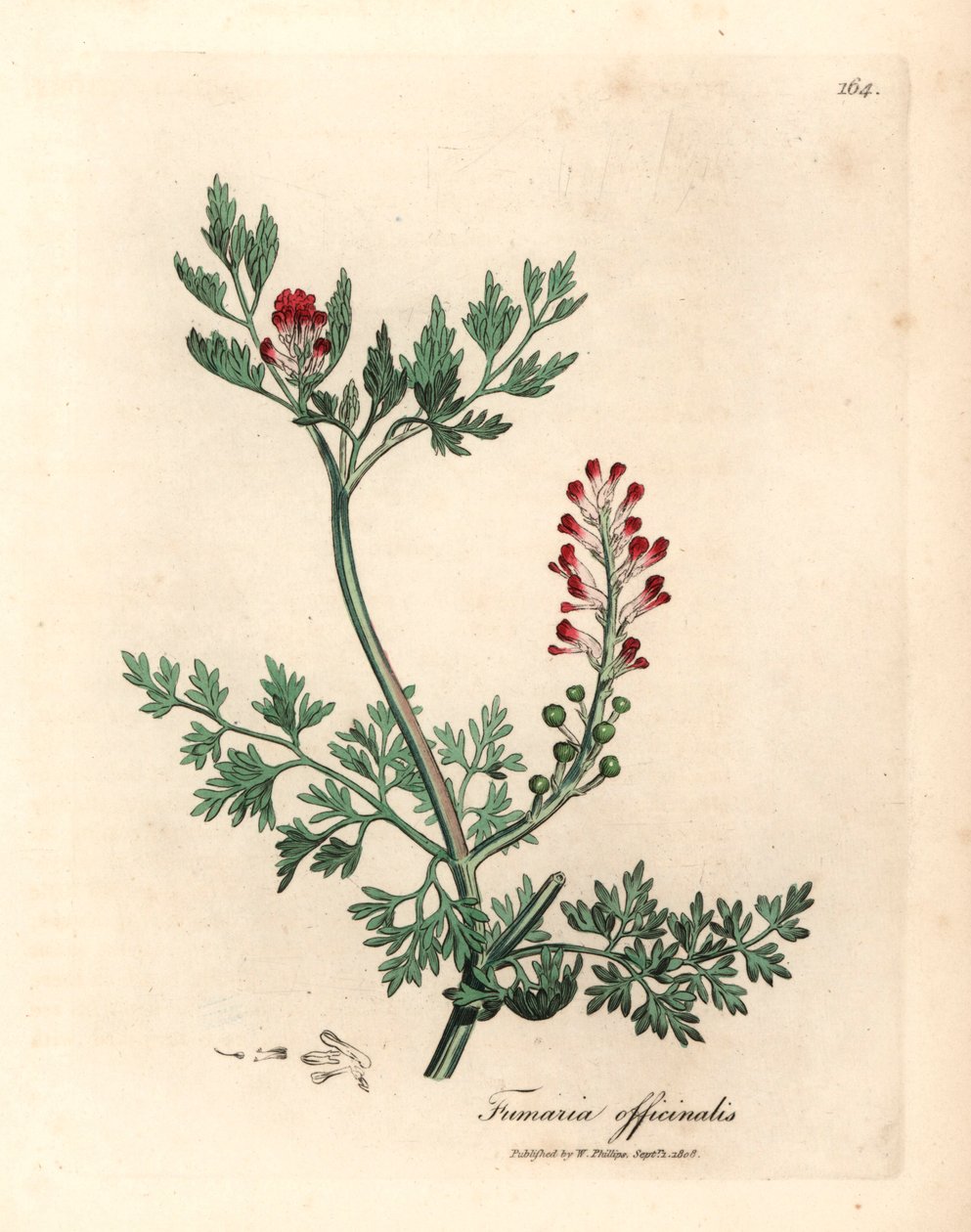 Crimson blommig fumitory, Fumaria officinalis, från en botanisk illustration av James Sowerby från William Woodville och Sir William Jackson Hookers "Medical Botany" 1832 (handfärgad kopparstick) av James (after) Sowerby