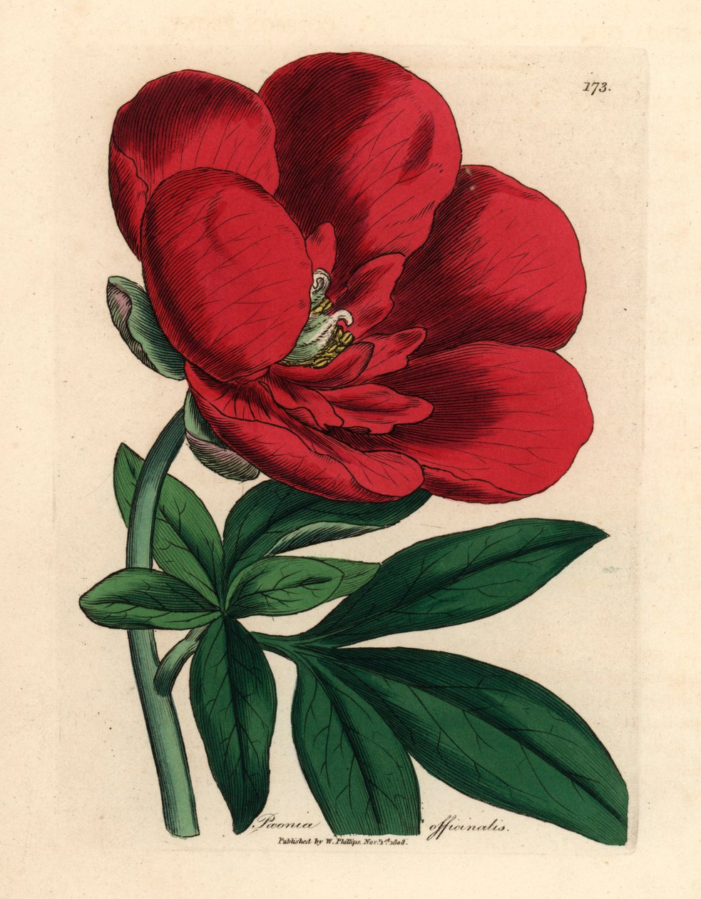 Crimson pion, Paeonia officinalis, från en botanisk illustration av James Sowerby från William Woodville och Sir William Jackson Hookers "Medical Botany" 1832 (handfärgad kopparstick) av James (after) Sowerby