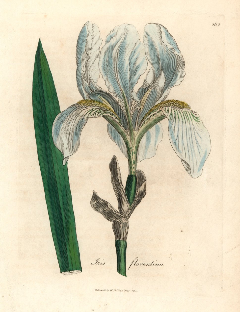 Florentinsk iris, Iris florentina, från en botanisk illustration av James Sowerby från William Woodville och Sir William Jackson Hookers "Medical Botany" 1832 (handfärgad kopparstick) av James (after) Sowerby