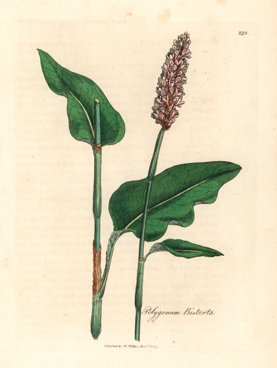 Greater bistort, Polygonum bistorta, från en botanisk illustration av James Sowerby från William Woodville och Sir William Jackson Hookers "Medical Botany" 1832 (handfärgad kopparstick) av James (after) Sowerby