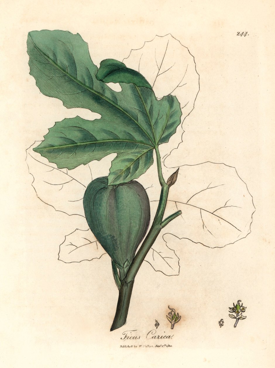 Grönt fikon, frukt, löv, bladkontur, Ficus carica, från en botanisk illustration av James Sowerby från William Woodville och Sir William Jackson Hookers "Medical Botany" 1832 (handfärgad kopparstick) av James (after) Sowerby