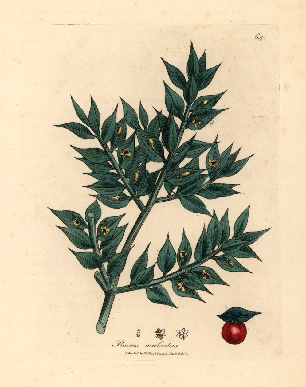 Grönblommig slaktkvast, Ruscus aculeatus, från en botanisk illustration av James Sowerby från William Woodville och Sir William Jackson Hookers "Medical Botany" 1832 (handfärgad kopparstick) av James (after) Sowerby