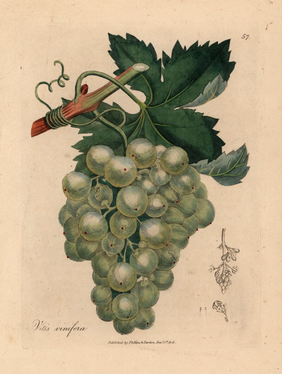 Gröna druvor, vinstockar och löv, Vitis vinifera, från en botanisk illustration av James Sowerby från William Woodville och Sir William Jackson Hookers "Medical Botany" 1832 (handfärgad kopparstick) av James (after) Sowerby