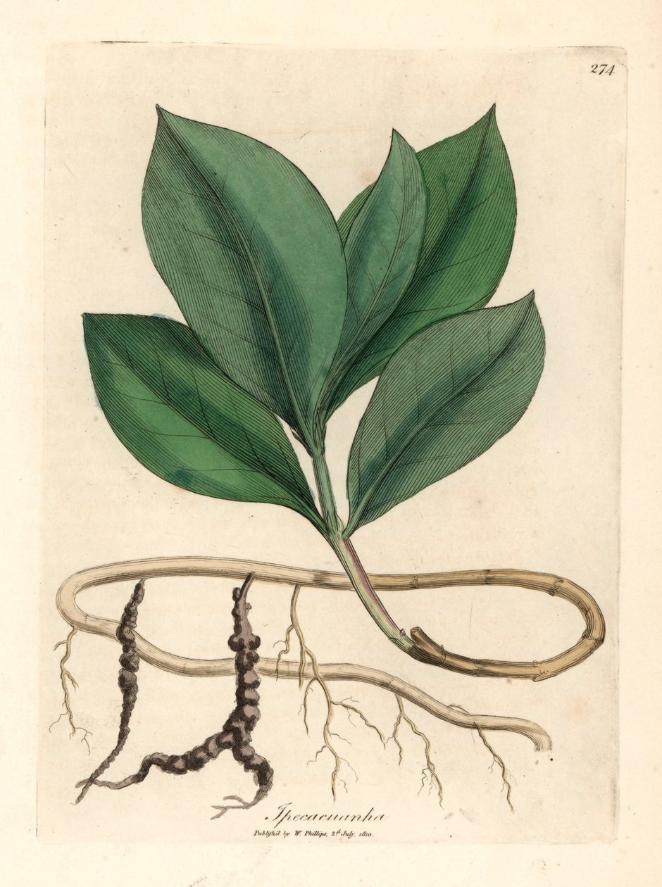 Ipecacuan, Ipecacuanha, från en botanisk illustration av James Sowerby från William Woodville och Sir William Jackson Hookers "Medical Botany" 1832 (handfärgad kopparstick) av James (after) Sowerby