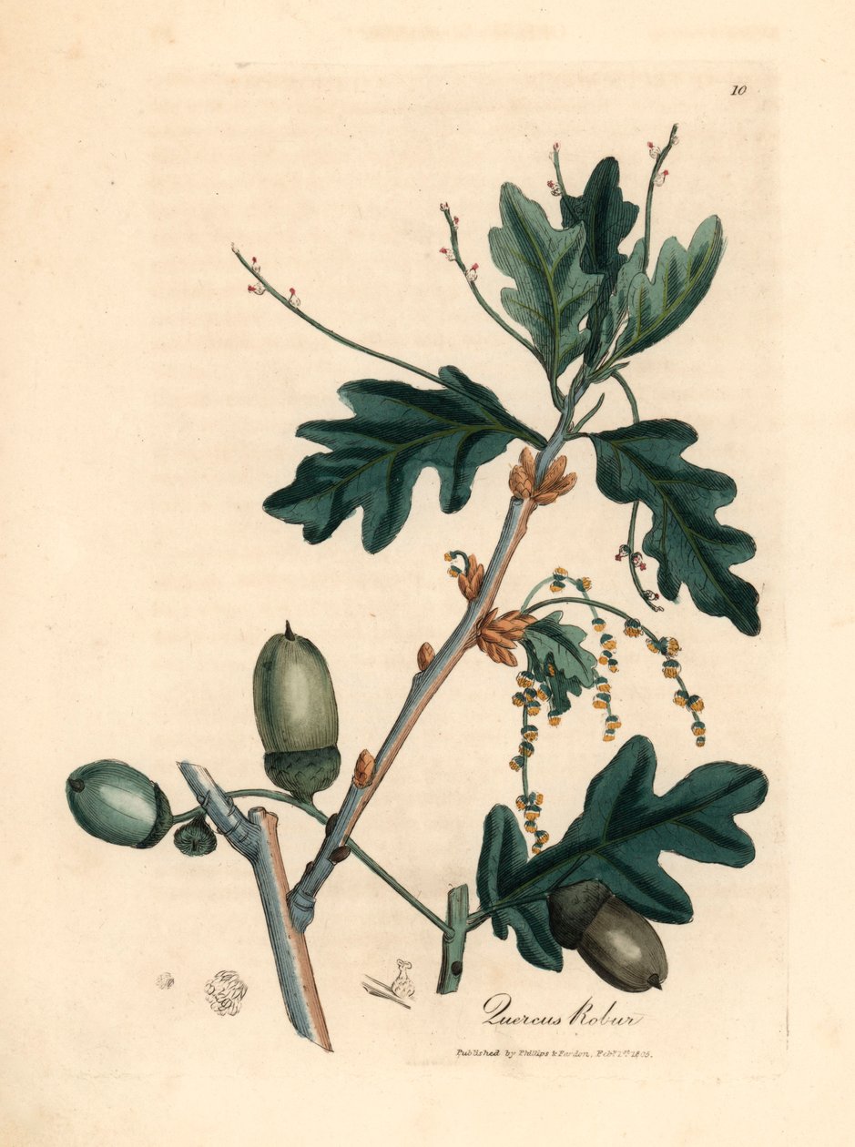 Löv och ekollon av den vanliga eken, Quercus robur, från en botanisk illustration av James Sowerby från William Woodville och Sir William Jackson Hookers "Medical Botany" 1832 (handfärgad kopparstick) av James (after) Sowerby