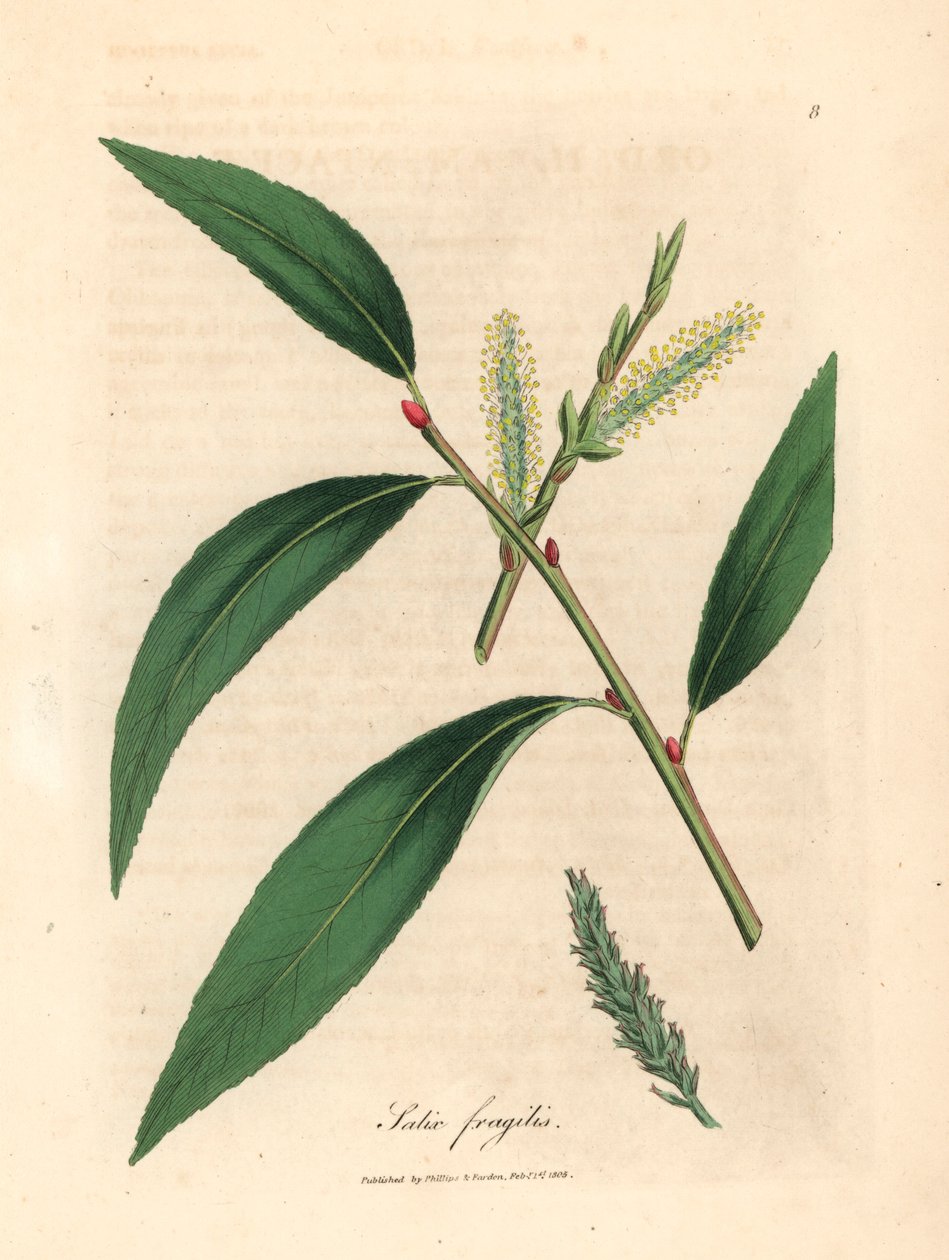 Löv och nisser av crack pilträdet, Salix fragilis, från en botanisk illustration av James Sowerby från William Woodville och Sir William Jackson Hookers "Medical Botany" 1832 (handfärgad kopparstick) av James (after) Sowerby