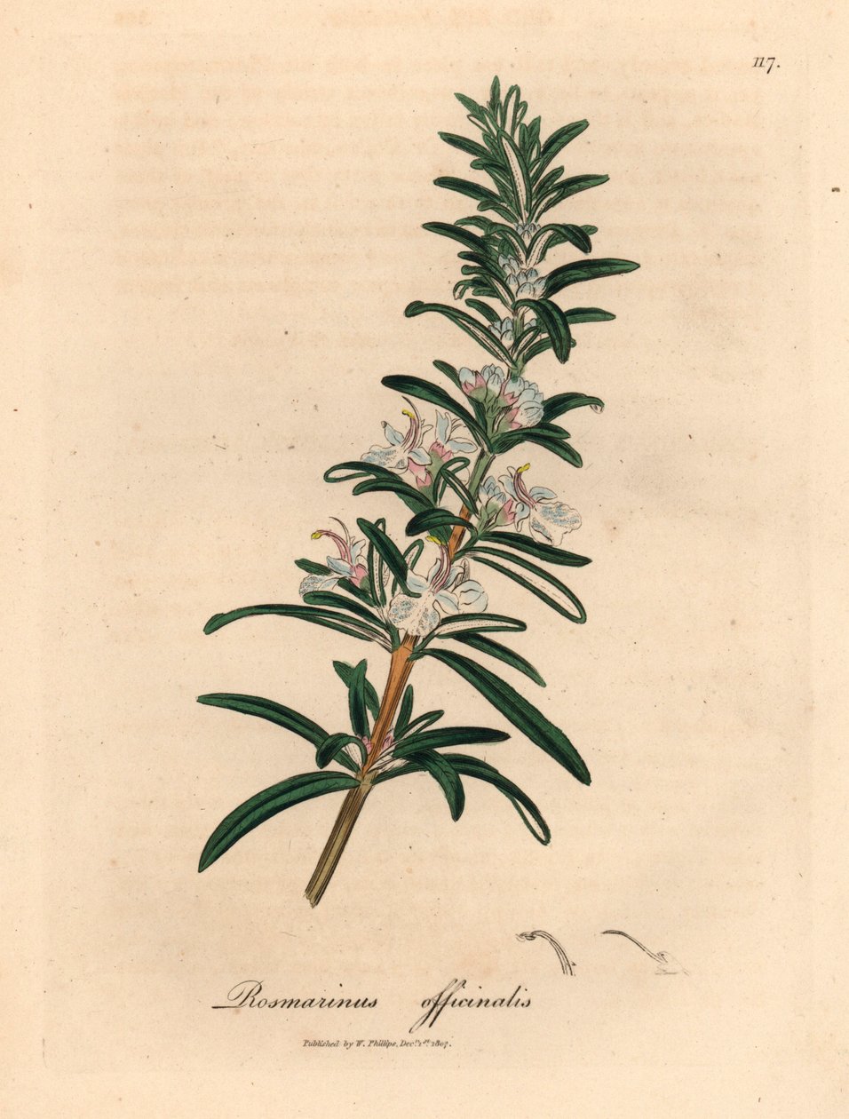Ljusblå blommande rosmarin, Rosmarinus officinalis, från en botanisk illustration av James Sowerby från William Woodville och Sir William Jackson Hookers "Medical Botany" 1832 (handfärgad kopparstick) av James (after) Sowerby