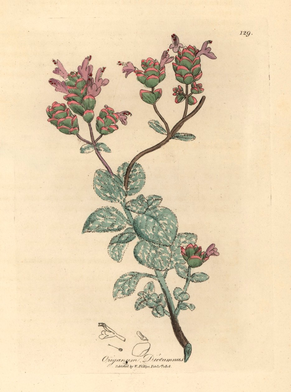 Lilablommig dittany av Kreta, Origanum dictamnus, från en botanisk illustration av James Sowerby från William Woodville och Sir William Jackson Hookers "Medical Botany" 1832 (handfärgad kopparstick) av James (after) Sowerby