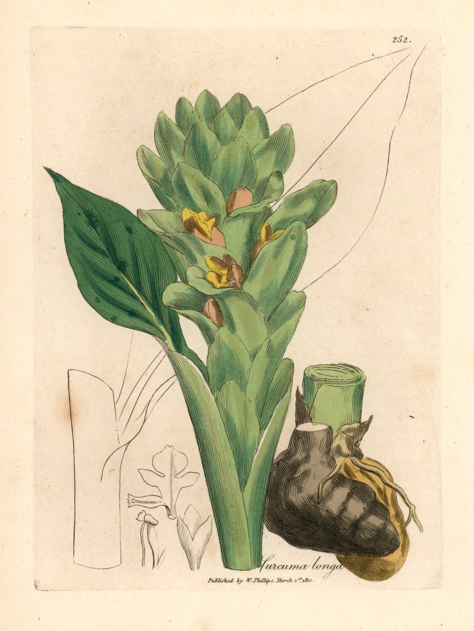 Långrotad gurkmeja, Curcuma longa, från en botanisk illustration av James Sowerby från William Woodville och Sir William Jackson Hookers "Medical Botany" 1832 (handfärgad kopparstick) av James (after) Sowerby