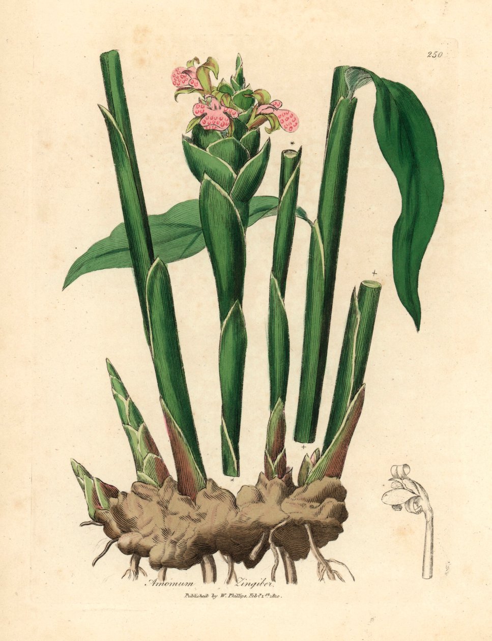 Smalbladig ingefära, Zingiber officinale , från en botanisk illustration av James Sowerby från William Woodville och Sir William Jackson Hookers "Medical Botany" 1832 (handfärgad kopparstick) av James (after) Sowerby