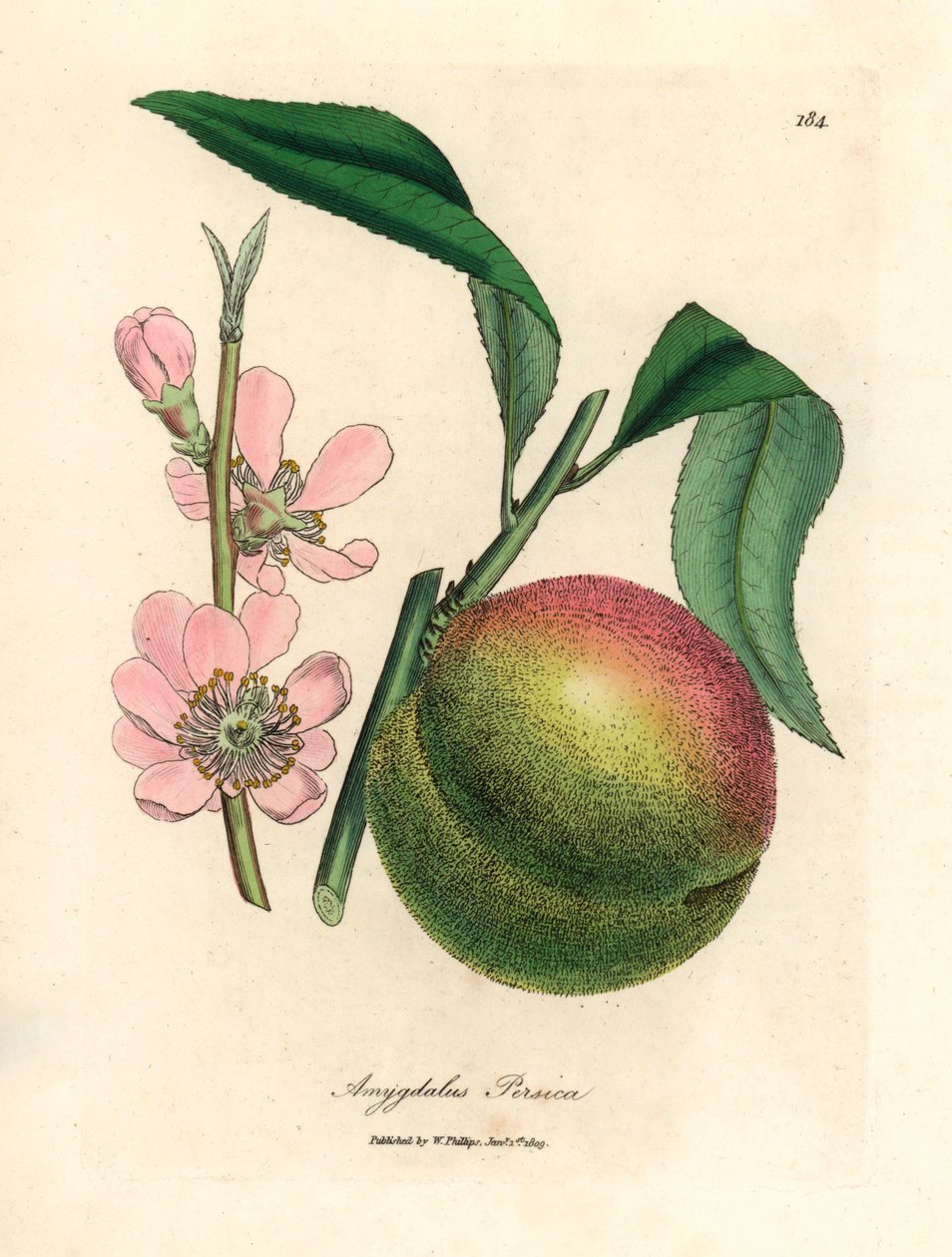 Persikaträd med mogen frukt och rosa blomma, Amygdalus persica, från en botanisk illustration av James Sowerby från William Woodville och Sir William Jackson Hookers "Medical Botany" 1832 (handfärgad kopparstick) av James (after) Sowerby