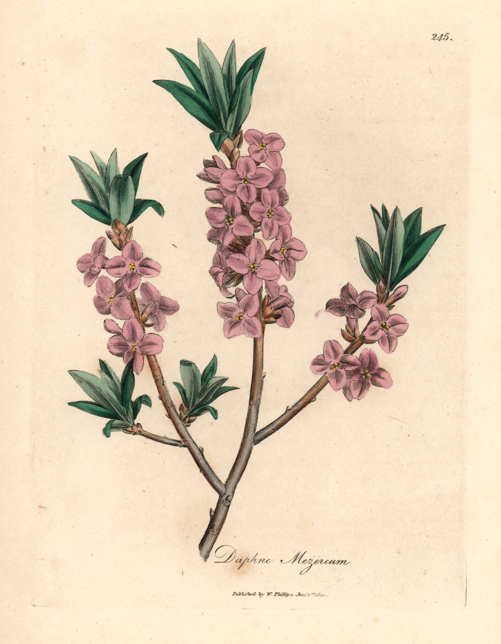 Rosablommig mezereon, Daphne mezereum, från en botanisk illustration av James Sowerby från William Woodville och Sir William Jackson Hookers "Medical Botany" 1832 (handfärgad kopparstick) av James (after) Sowerby
