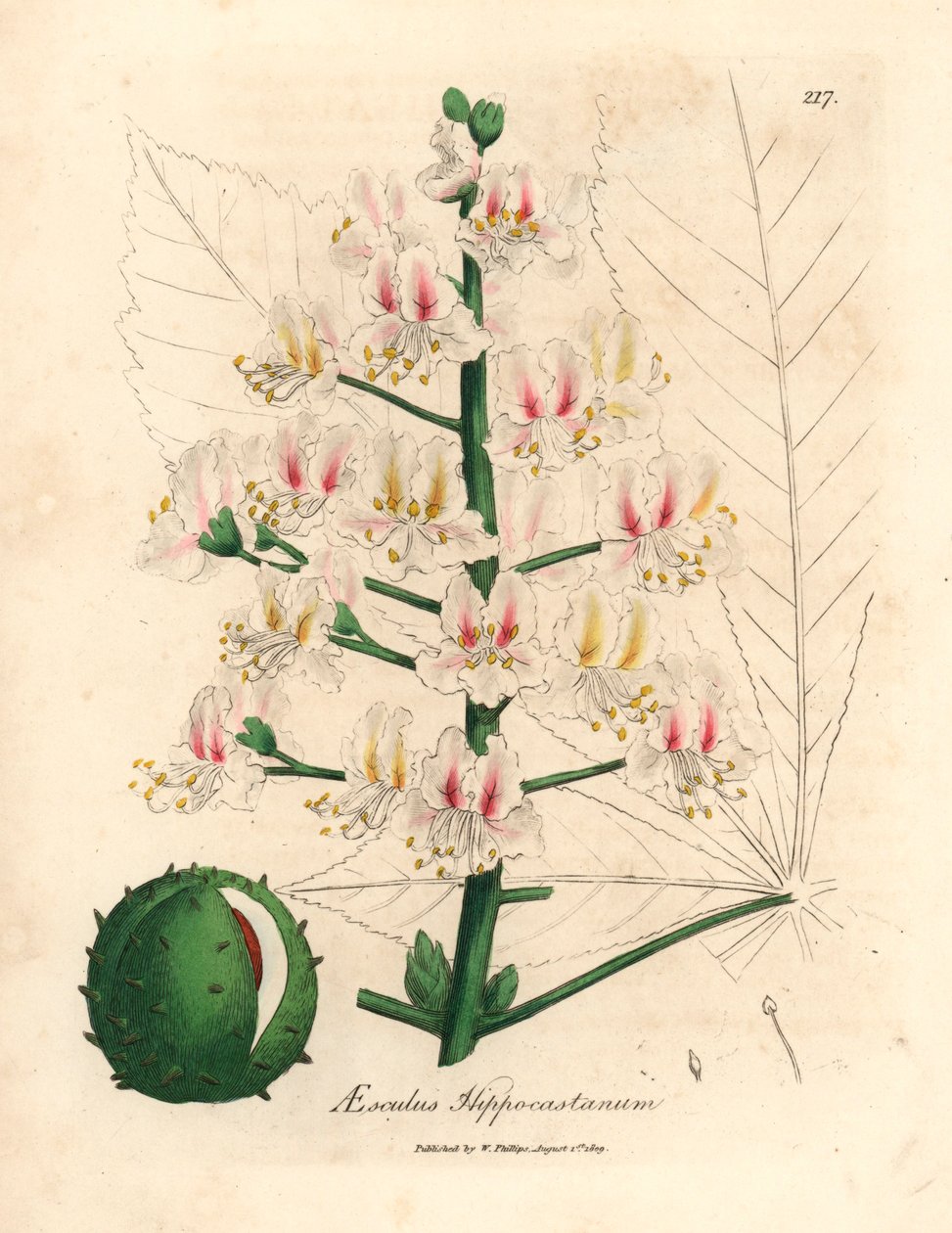 Rosa blomma och frukt av hästkastanjeträdet, Aesculus hippocastanum, från en botanisk illustration av James Sowerby från William Woodville och Sir William Jackson Hookers "Medical Botany" 1832 (handfärgad kopparstick) av James (after) Sowerby
