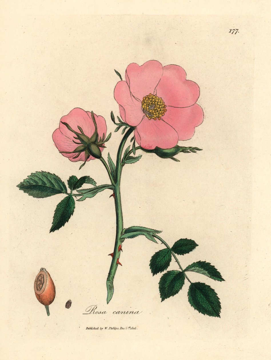 Rosa hundros med nypon, Rosa canina, från en botanisk illustration av James Sowerby från William Woodville och Sir William Jackson Hookers "Medical Botany" 1832 (handfärgad kopparstick) av James (after) Sowerby