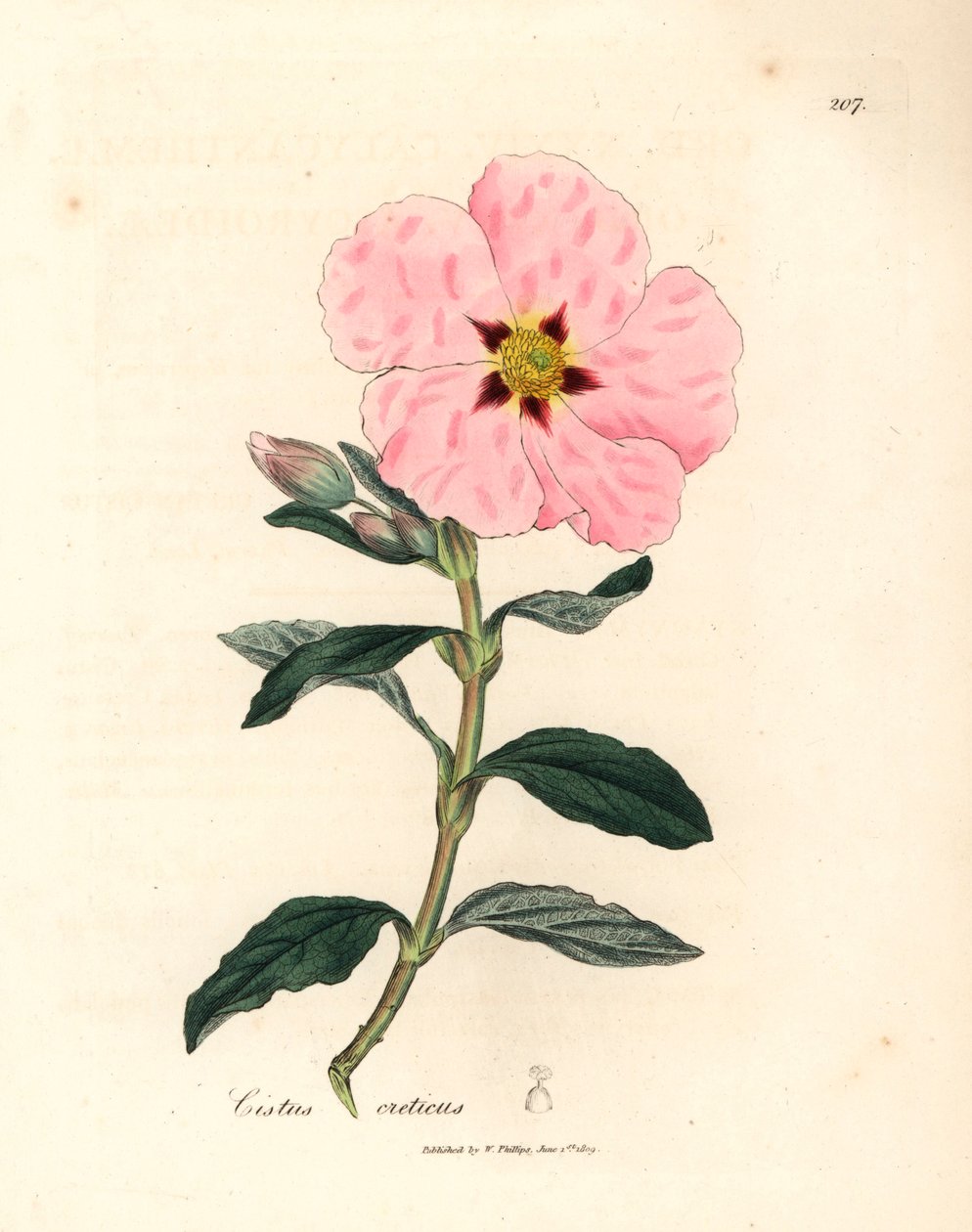 Rosa blommig kretensisk cistus, Cistus creticus, från en botanisk illustration av James Sowerby från William Woodville och Sir William Jackson Hookers "Medical Botany" 1832 (handfärgad kopparstick) av James (after) Sowerby