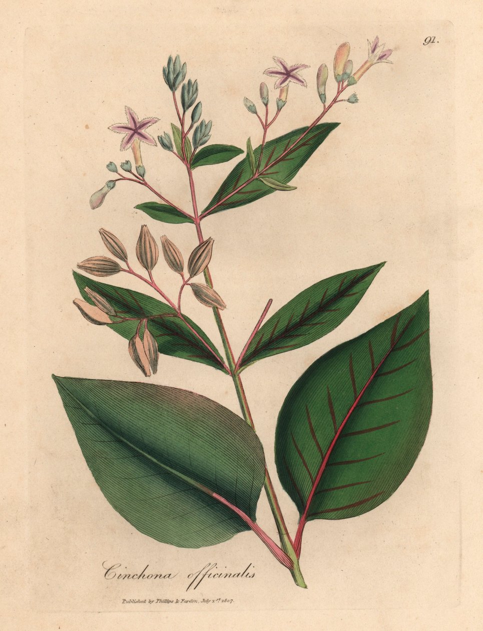 Rosablommigt peruanskt barkträd, Cinchona officinalis, från en botanisk illustration av James Sowerby från William Woodville och Sir William Jackson Hookers "Medical Botany" 1832 (handfärgad kopparstick) av James (after) Sowerby