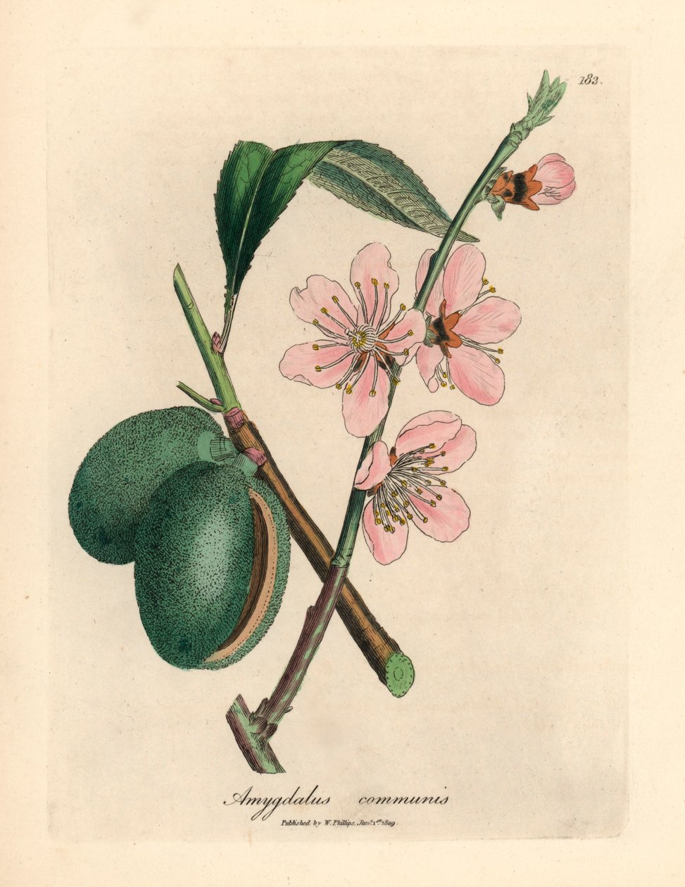Rosablommigt mandelträd, Amygdalus communis, från en botanisk illustration av James Sowerby från William Woodville och Sir William Jackson Hookers "Medical Botany" 1832 (handfärgad kopparstick) av James (after) Sowerby