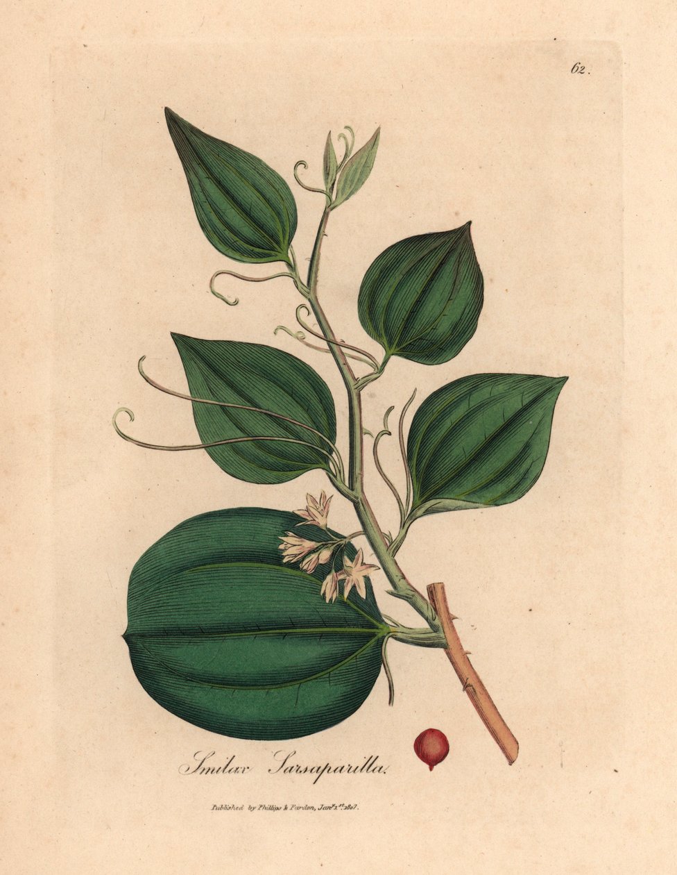 Rosablommiga och bär av sarsaparilla smilax, Smilax sarsaparilla, från en botanisk illustration av James Sowerby från William Woodville och Sir William Jackson Hookers "Medical Botany" 1832 (handfärgad kopparstick) av James (after) Sowerby