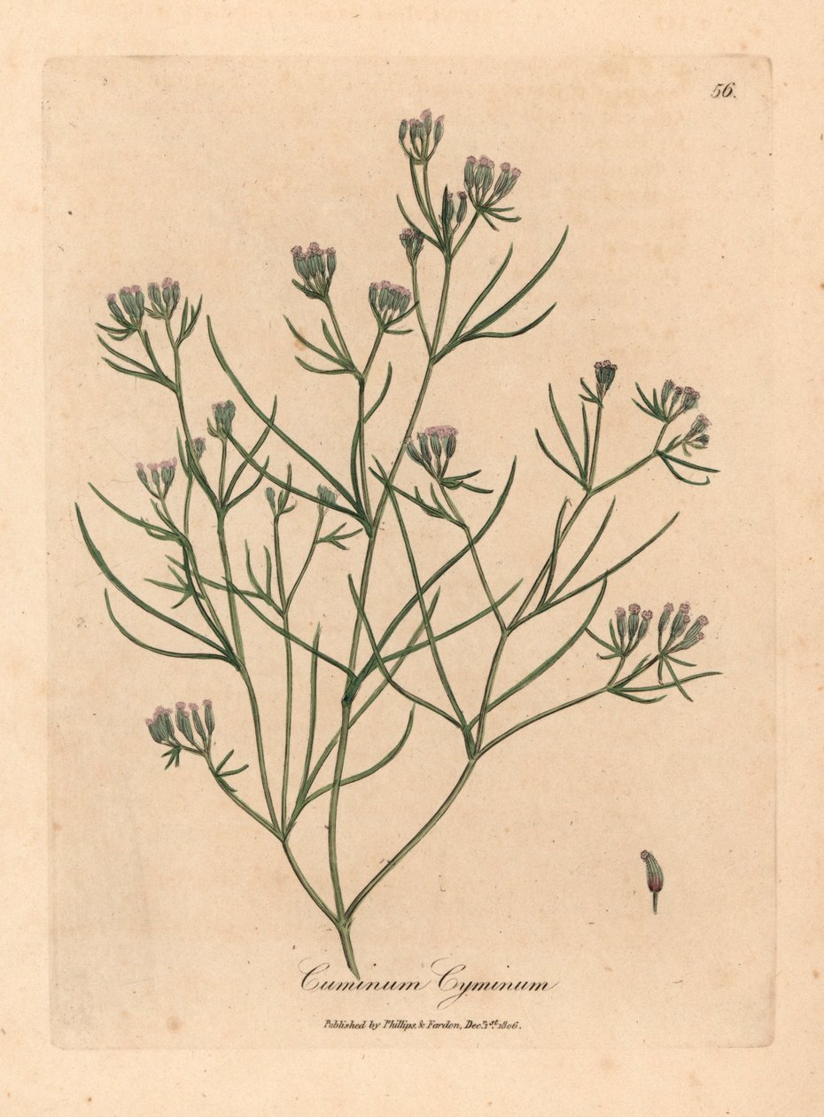 Rosablommig spiskummin, Cuminum cyminum, från en botanisk illustration av James Sowerby från William Woodville och Sir William Jackson Hookers "Medical Botany" 1832 (handfärgad kopparstick) av James (after) Sowerby