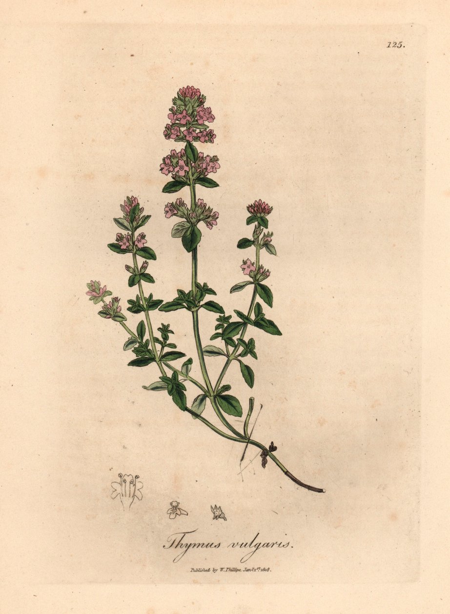 Rosa blommig trädgårdstimjan, Thymus vulgaris, från en botanisk illustration av James Sowerby från William Woodville och Sir William Jackson Hookers "Medical Botany" 1832 (handfärgad kopparstick) av James (after) Sowerby