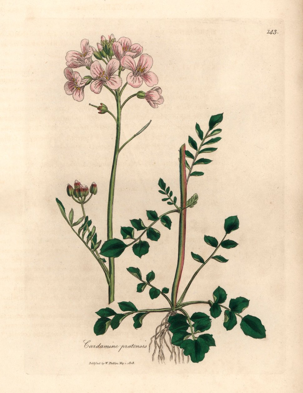 Rosa blommig damsmocka eller gökblomma, Cardamine pratensis, från en botanisk illustration av James Sowerby från William Woodville och Sir William Jackson Hookers "Medical Botany" 1832 (handfärgad kopparstick) av James (after) Sowerby
