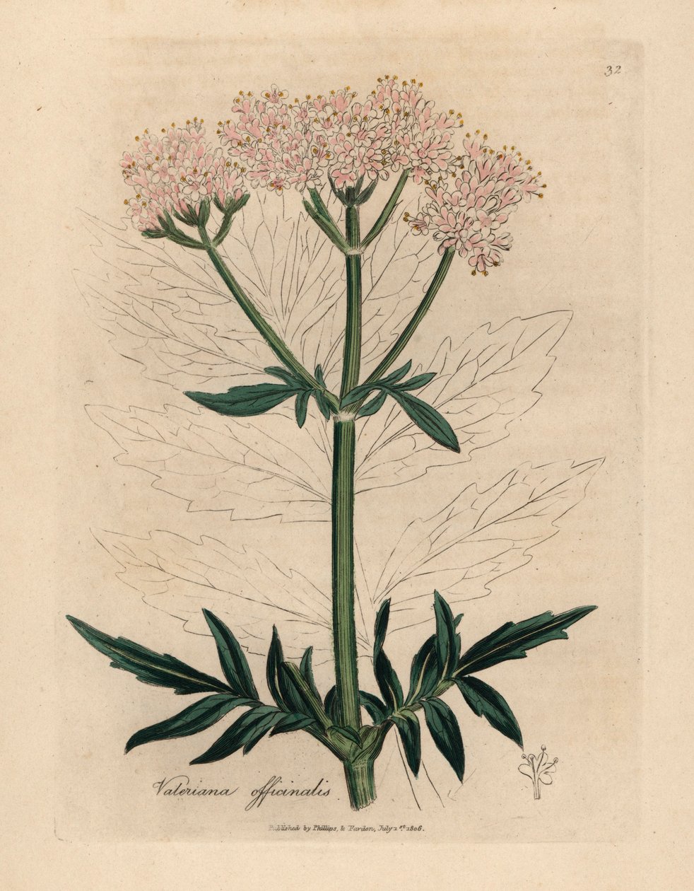 Rosa blommig valeriana, Valeriana officinalis, från en botanisk illustration av James Sowerby från William Woodville och Sir William Jackson Hookers "Medical Botany" 1832 (handfärgad kopparstick) av James (after) Sowerby
